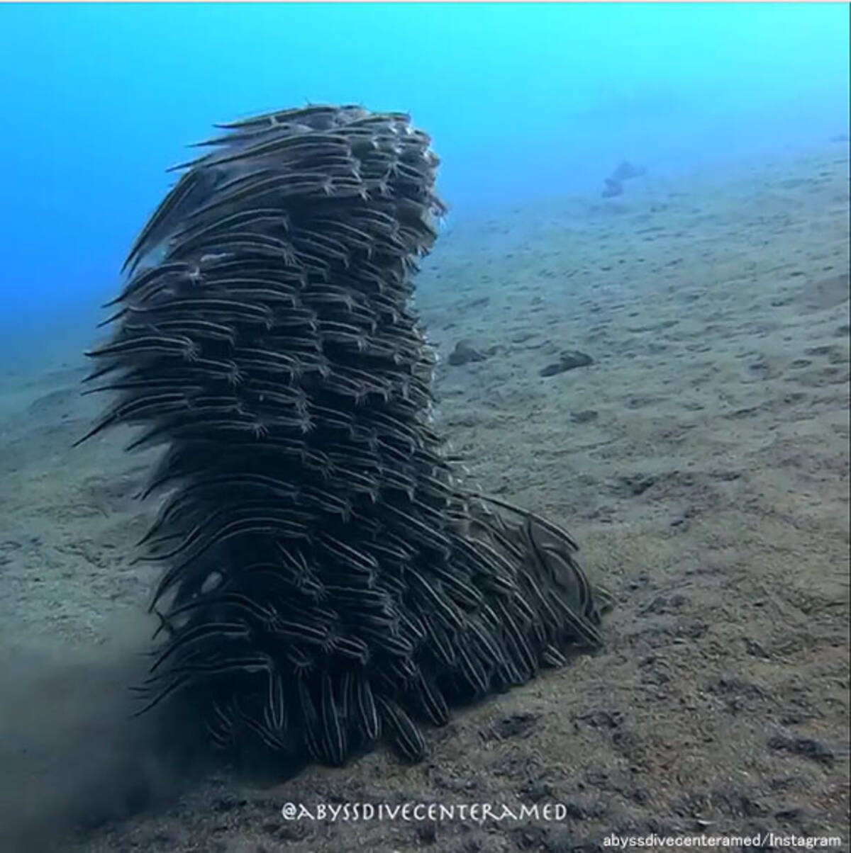 意思を持った巨大生命体みたい 群れで様々なフォーメーションを作る魚 年2月日 エキサイトニュース