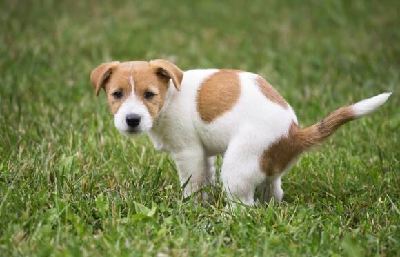 なぜ犬はうんちっちをする前にグルグル回るのか 体を地球の磁場に合わせていたことが判明 共同研究 年8月5日 エキサイトニュース