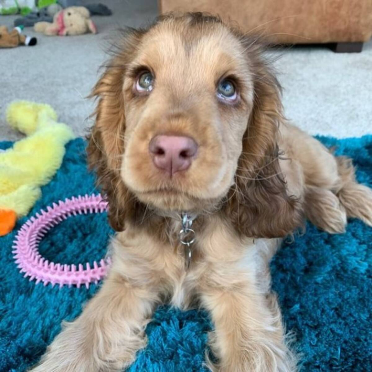 かわいみがすぎる アニメのようなキラキラな目を持つコッカー スパニエルの子犬にsnsがざわざわ イギリス 年1月27日 エキサイトニュース