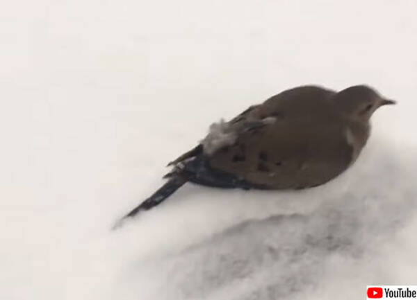 1羽だけ雪の上から飛び立たない鳥 足が凍った雪と張り付いていた カナダ 年1月28日 エキサイトニュース