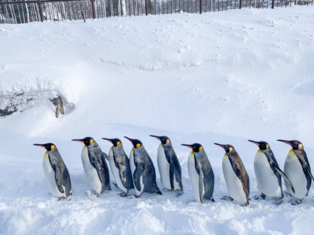 背中にペンギンの模様をもつ毛虫が存在する 毛虫出演中 年2月13日 エキサイトニュース