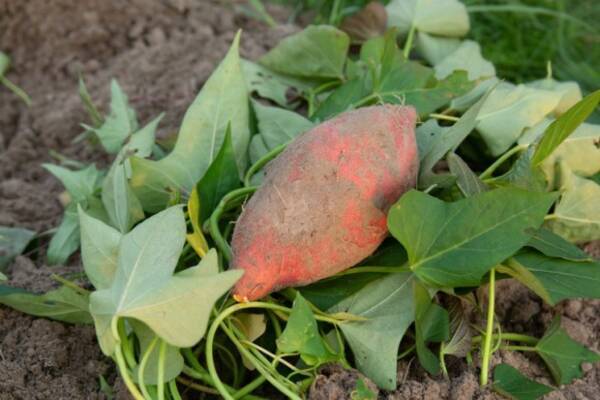 さつまいも は食べられそうになるとニオイで仲間に危険を知らせる ドイツ 台湾共同研究 年1月28日 エキサイトニュース