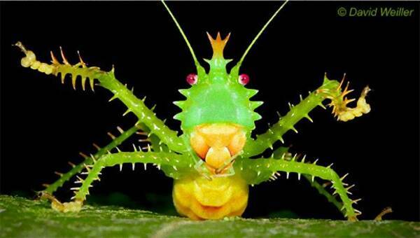 おもちゃみたいだろ でもこれ生きてるんだぜ 悪魔のキリギリスの異名を持つ トゲアクマツユムシ 年1月31日 エキサイトニュース