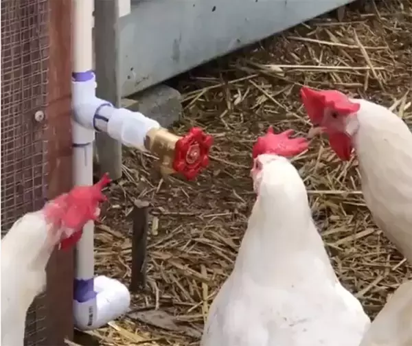 お父さん？あなたなの？ 赤いバルブを身内目線で見るニワトリたち