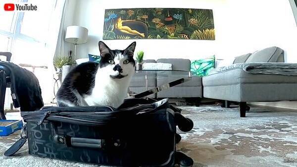 猫を置いて旅に出るなど許さにゃい 行かせない とスーツケースを占拠するにゃんこ 年2月6日 エキサイトニュース