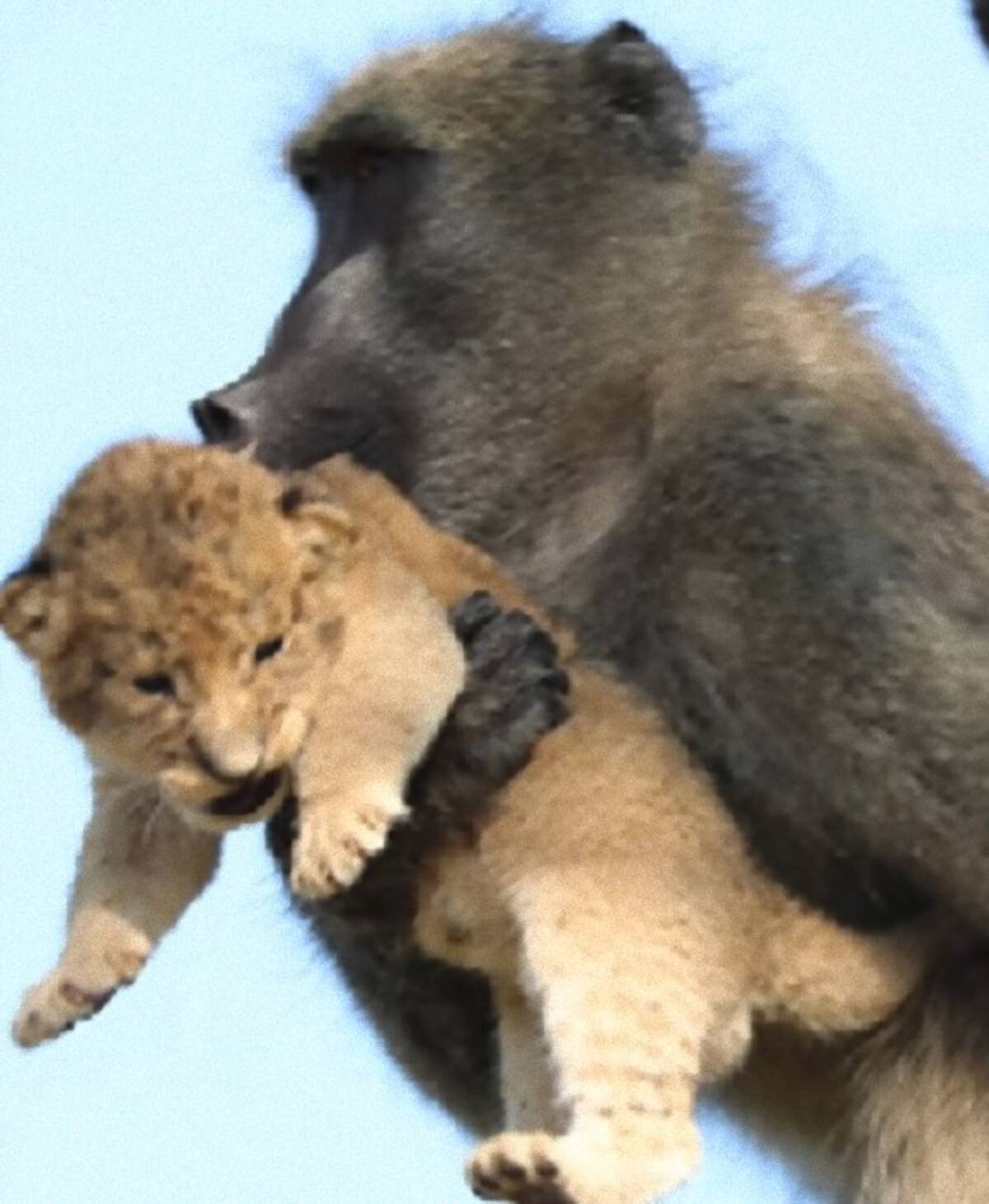 ライオンの赤ちゃんがヒヒに抱かれる ライオン キング のワンシーンのようだと話題になったがその裏にはこんな現実が 年2月8日 エキサイトニュース