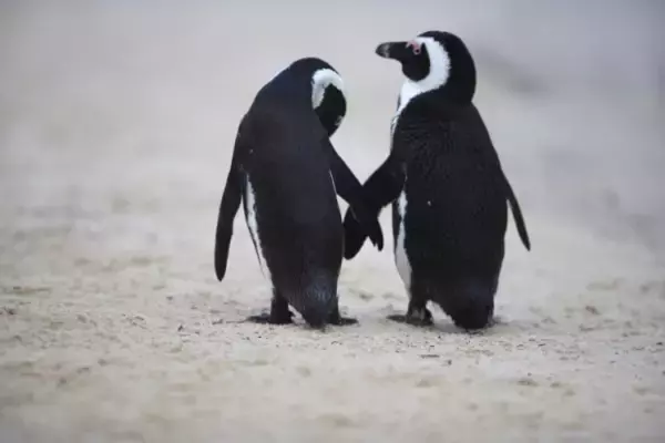 ペンギンは人間と同じように話す。その鳴き方は人間と同じ言語法則だった（フランス・イタリア共同研究）