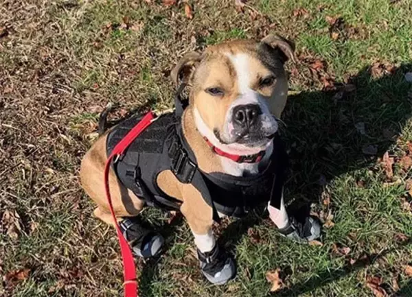 闘犬組織から救出されたピットブル、アメリカ初の放火探知犬に