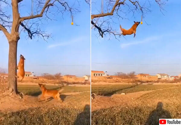 犬も楽しきゃ木に登る 木にぶら下がったテニスボールを空中キャッチする凄い犬たち 年2月24日 エキサイトニュース