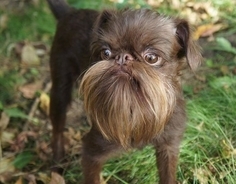 イケワンなヒゲワン、チューバッカのニックネームを持つ犬、ベルジアン・グリフォン（ロシア）