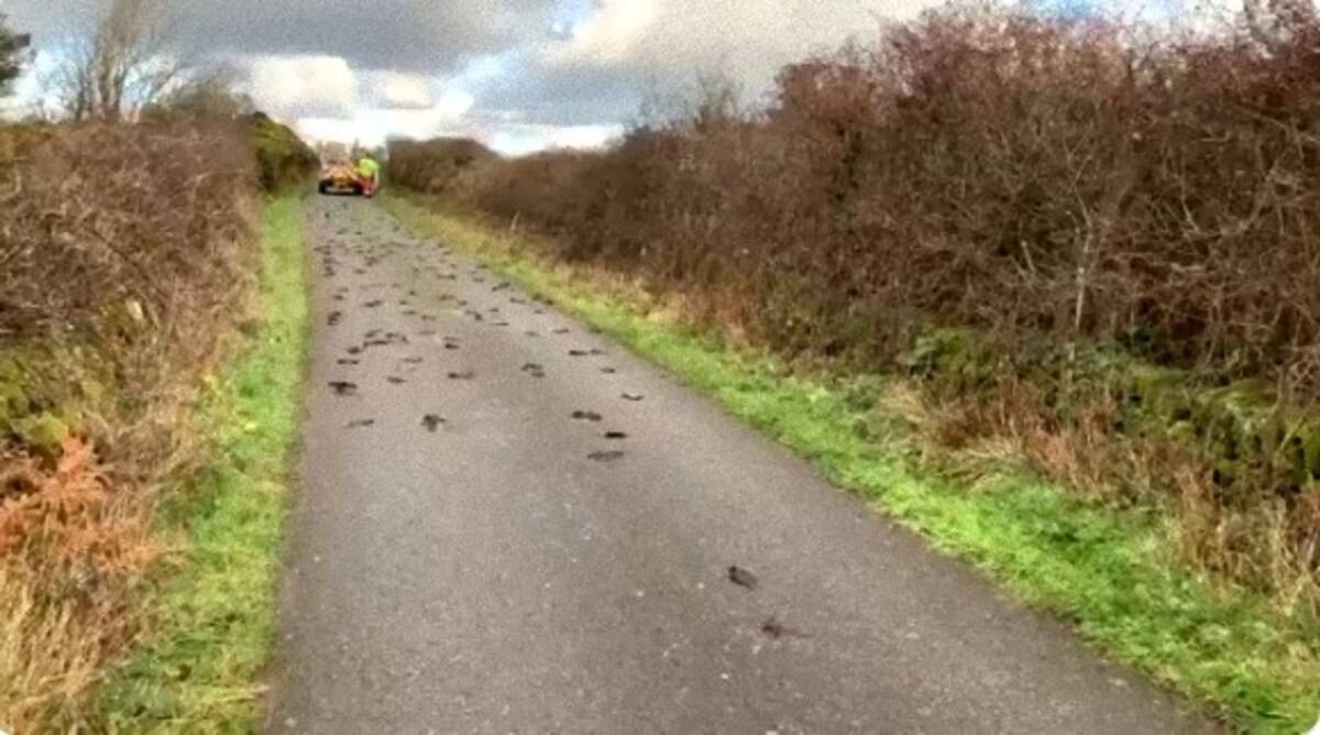 2百羽以上のムクドリが路上で謎の大量死 あれから2か月 その死因を解明か イギリス 年2月19日 エキサイトニュース