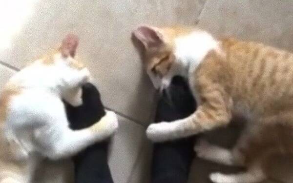 猫の不思議 台所に行こうと立ち上がった瞬間 2匹の子猫が足元でごにょごにょ 年2月18日 エキサイトニュース