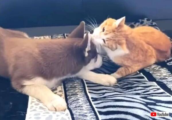 まったり仲良しわんことにゃんこ ハスキーの子犬と猫のいちゃこらタイムに和んじゃおう 年2月19日 エキサイトニュース