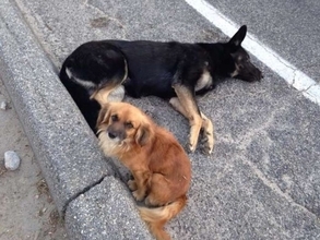 仲間の犬が交通事故に。誰かが助けてくれるまで何時間も傍で見守り続けた犬（アメリカ）
