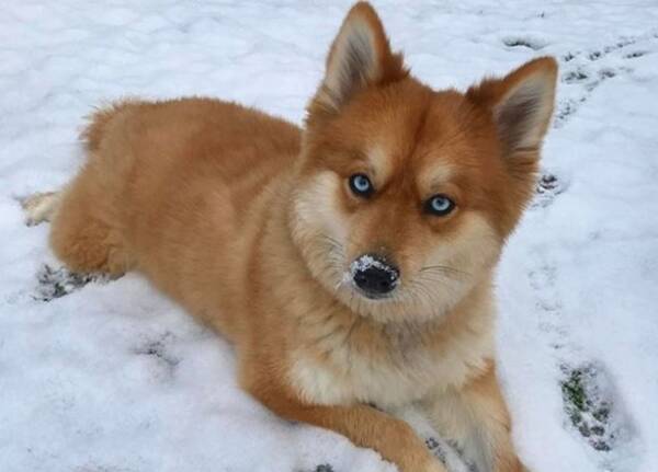 狐なの 犬なの どっちでもかわいいしかない ハスキーとポメラニアンの交配種 ポンスキーが再び話題に 年3月1日 エキサイトニュース