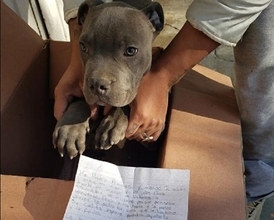 保護施設の外に子犬と置き手紙。少年が犬を手放さなければならなかった理由（メキシコ）