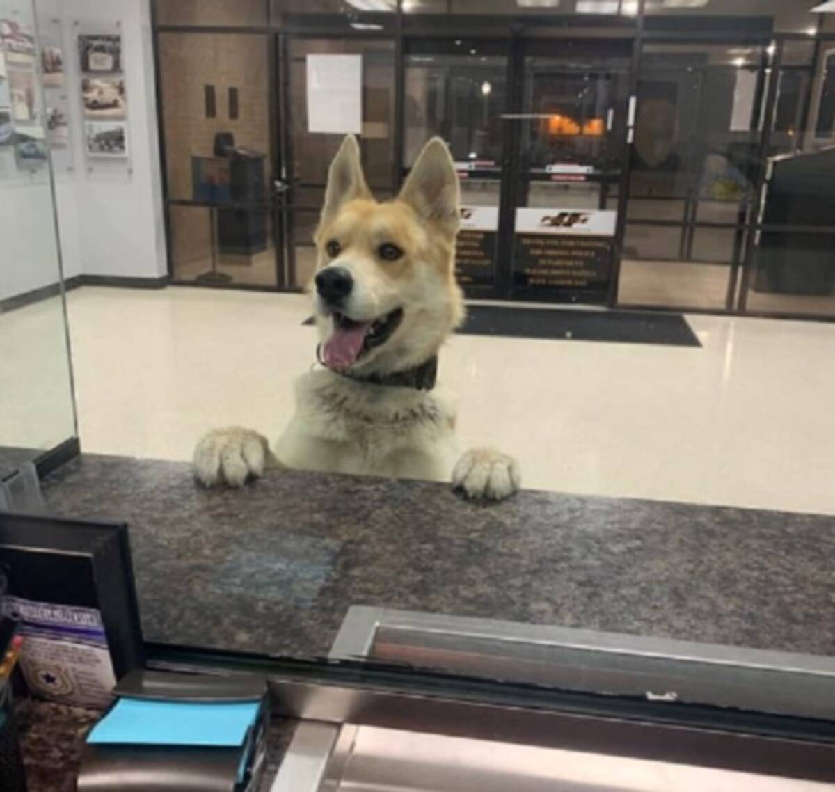 おまわりさん 迷子になりました 自ら警察署に出頭した犬 アメリカ 年2月28日 エキサイトニュース