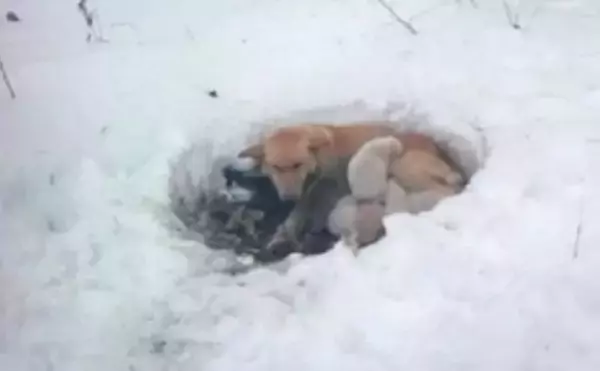雪に穴を掘り6匹の子犬を寒さから守ろうとした母犬（アメリカ）