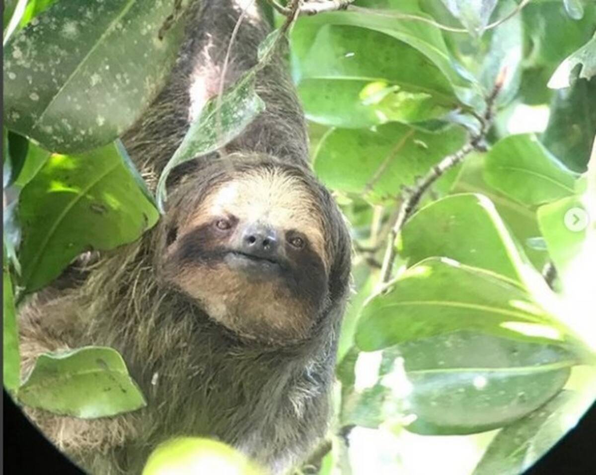 ナマケモノに会える熱帯雨林の中にあるリゾートホテル コスタリカ 年3月7日 エキサイトニュース