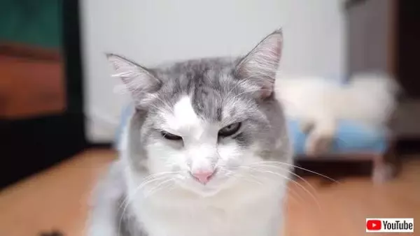 猫氏「それうちのベッドなんやけど？」サモエドにベッドを取られて納得いかない相棒猫