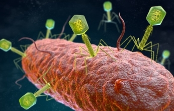 生物と非生物の境界を揺るがす細菌感染性ウイルスが発見される（米研究）