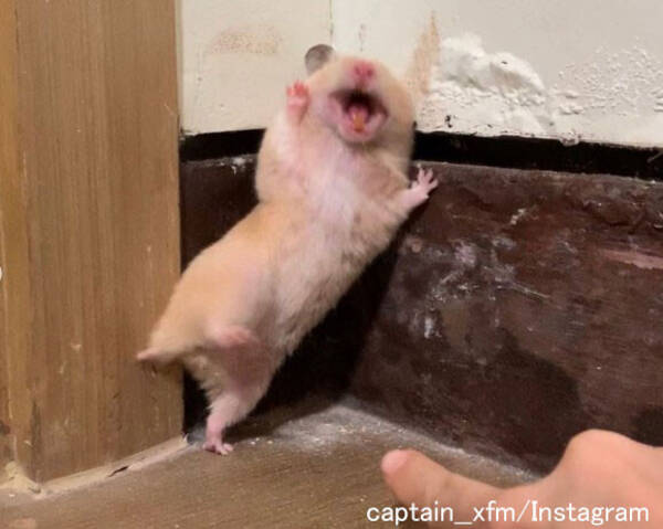 ちょっ、おまっ!お尻を触られて衝撃のリアクションをするハムスター (2020年3月5日) - I=https%253A%252F%252Fs.eximg.jp%252Fexnews%252FfeeD%252FKarapaia%252FKarapaia 52288434 09b2 1 ちょっ、おまっ!お尻を触られて衝撃のリアクションをするハムスター (2020年3月5日) - I=https%253A%252F%252Fs.eximg.jp%252Fexnews%252FfeeD%252FKarapaia%252FKarapaia 52288434 09b2 1