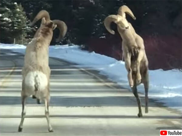 オオツノヒツジ 男同士のガチ対決 角突き の実況を路上からお送りします 年3月8日 エキサイトニュース