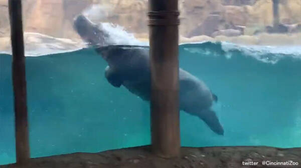 イルカを見に来た カバでもここまでやれるんだぜ 機敏な泳ぎでファンサービスに余念がないカバ アメリカ 年4月10日 エキサイトニュース