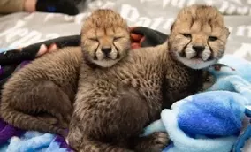 オスいらず 単為生殖によりメスだけで3匹のコモドドラゴンが誕生 アメリカ 年3月8日 エキサイトニュース