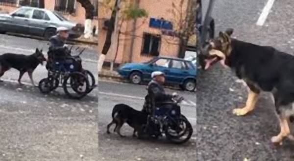 おじいさんは大切な人 飼い主おじいさんの車椅子を懸命に押す犬 カザフスタン 年3月27日 エキサイトニュース