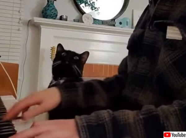 ピアノを触るなら 私を触りなさいよ 飼い主の横に座って自分を使って演奏させようとする猫 年3月10日 エキサイトニュース