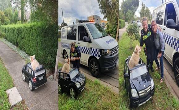 警察が不審車両発見 小さな車を運転していたのはなんと犬 それにはこんなやさしい事情があった オーストラリア 年3月9日 エキサイトニュース