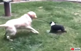 オスいらず 単為生殖によりメスだけで3匹のコモドドラゴンが誕生 アメリカ 年3月8日 エキサイトニュース