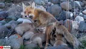 オスいらず 単為生殖によりメスだけで3匹のコモドドラゴンが誕生 アメリカ 年3月8日 エキサイトニュース