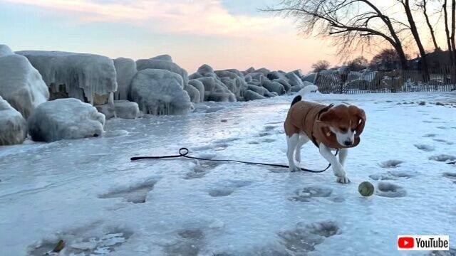 雪と氷にテンション上がったビーグル犬 ボールは友だち とばかりに駆け回る 年3月6日 エキサイトニュース