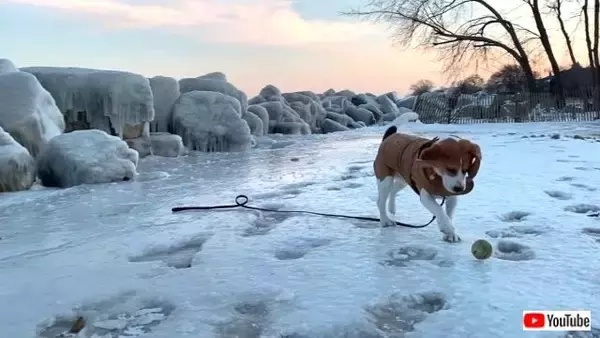 雪と氷にテンション上がったビーグル犬「ボールは友だち！」とばかりに駆け回る