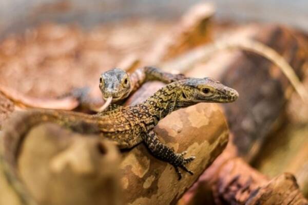 オスいらず 単為生殖によりメスだけで3匹のコモドドラゴンが誕生 アメリカ 年3月8日 エキサイトニュース