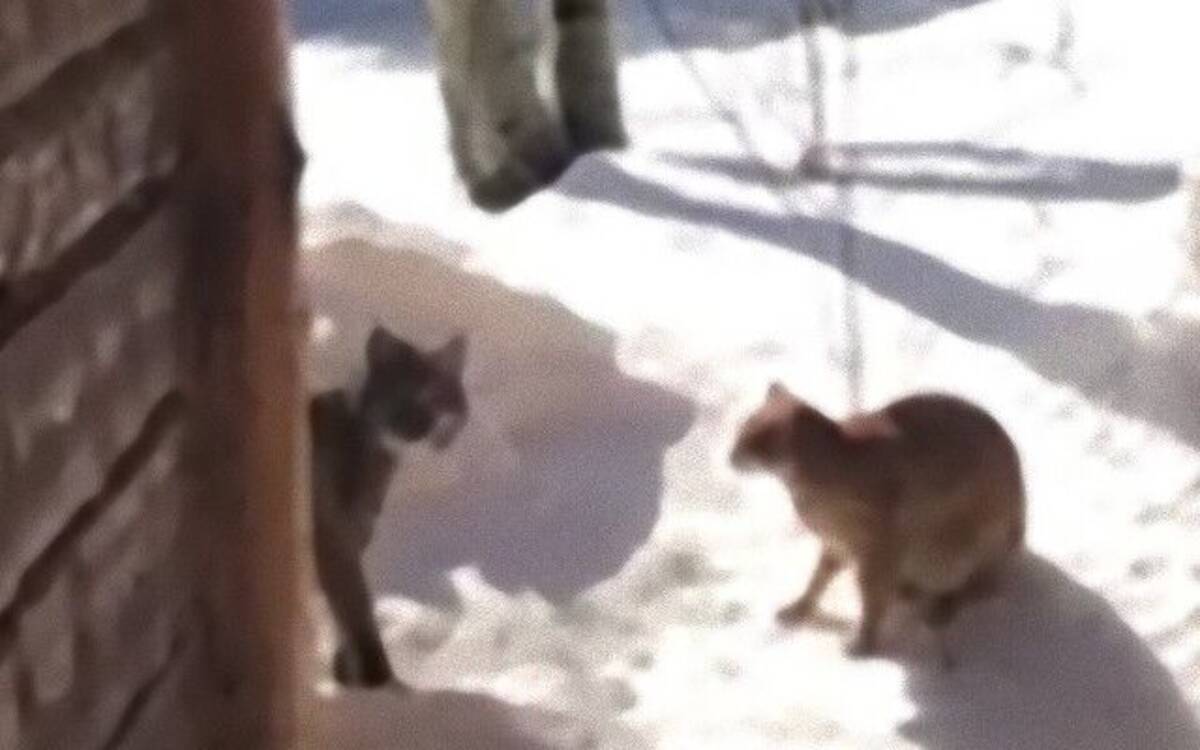 裏庭見たらボブキャット 愛猫とボブキャットがにらみ合いの攻防を始めていた 年3月7日 エキサイトニュース