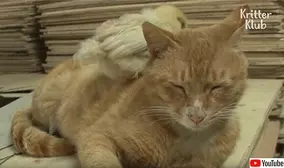 オスいらず 単為生殖によりメスだけで3匹のコモドドラゴンが誕生 アメリカ 年3月8日 エキサイトニュース