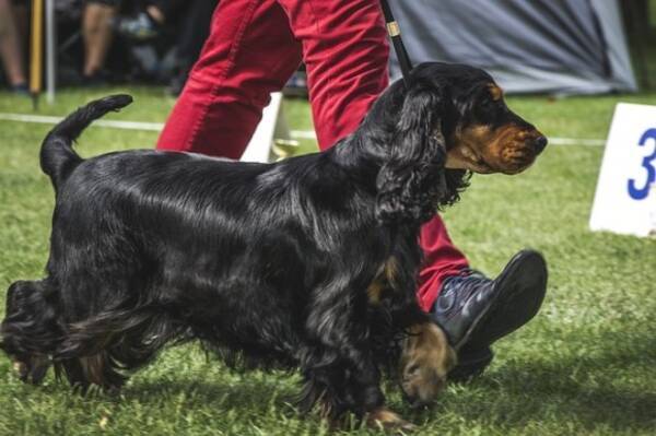 世界最大のドッグショーで 審査基準を超えて愛された犬 イギリス 年4月6日 エキサイトニュース