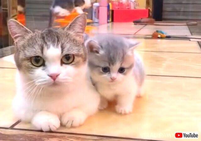これはもう可愛さ大爆発 マンチカンのママと子猫のキュートな動画に癒されたい 年3月11日 エキサイトニュース
