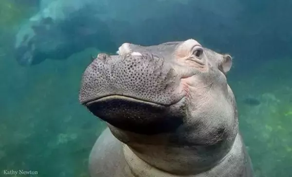 カバのうんちっちを堆肥として購入できる。無駄のない廃棄物堆肥化を目指す動物園（アメリカ）