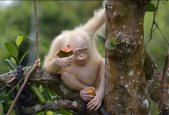 野生に戻された世界で唯一の白いオランウータン