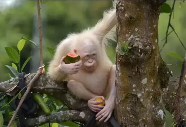 野生に戻された世界で唯一の白いアルビノ・オランウータン。その後、元気に暮らしている姿がとらえられる