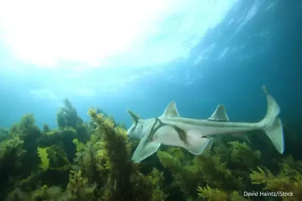 サメにも音楽の好みがある。ジャズが好き、クラッシックは良くわからない模様（オーストラリア研究）