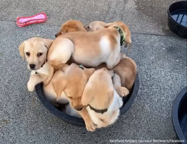 たらいの中が大渋滞 どうしても入りたかったラブラドールの子犬たちは全部で何匹 年3月15日 エキサイトニュース