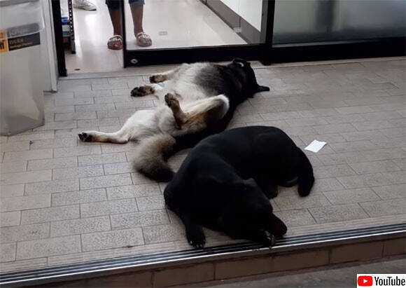 人が出入りするほど心地よい コンビニの自動ドアの前で腹を出して眠る犬 タイ 年3月19日 エキサイトニュース