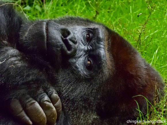 人間とゴリラの共通点とは