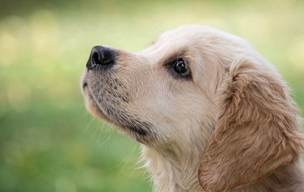 研究者もびっくり 狼の子供も犬と同じように 取ってこい 遊びができる スウェーデン研究 年1月22日 エキサイトニュース