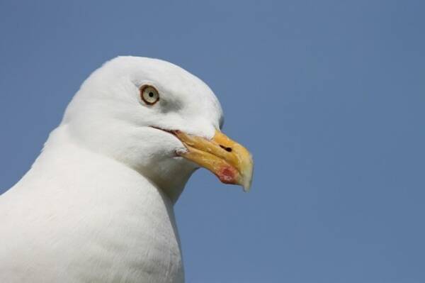 カモメが人間の持っている食べ物を狙う理由 カモメは人間の食べ物がおいしいことを学習していた イギリス 年3月22日 エキサイトニュース
